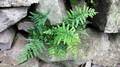 Asplenium-billotii-01.jpg