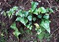 Asplenium-hemionitis-02.jpg