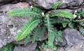 Asplenium-lolegnamense-02.jpg