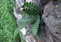 Asplenium lolegnamense #010.jpg