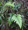 Asplenium-onopteris-01.jpg