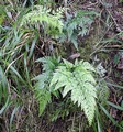 Asplenium onopteris #081.jpg