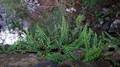 Asplenium-trichomanes-02.jpg