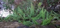 Asplenium trichomanes #060.jpg