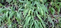 Blechnum spicant #110.jpg