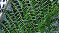 Cyathea-cooperi-02.jpg