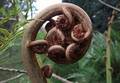 Cyathea-cooperi-03.jpg