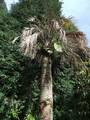Cyathea-cooperi-05.jpg