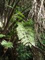 Cyathea-cooperi-06.jpg