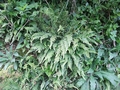 Doodia caudata #045.jpg