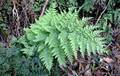 Dryopteris-aemula-02.jpg