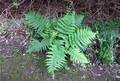 Dryopteris-aitoniana 01.jpg