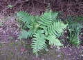 Dryopteris aitoniana #073.jpg