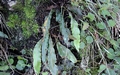 Elaphoglossum semicylindricum #115.jpg