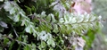 Hymenophyllum maderense #092.jpg