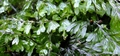 Hymenophyllum maderense #096.jpg
