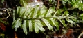 Hymenophyllum maderense #107.jpg