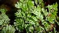 Hymenophyllum-tunbrigense-02.jpg