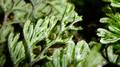Hymenophyllum-tunbrigense-03.jpg