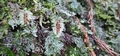 Hymenophyllum tunbrigense #023.jpg