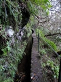 Levada at Queimadas #111.jpg