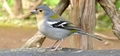 Madeira chaffinch (Fringilla maderensis) #126.jpg
