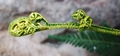 Pityrogramma austroamericana #029.jpg