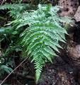 Pteris-tremula-02.jpg