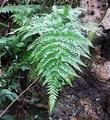 Pteris tremula #035.jpg