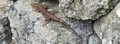 Two-tailed Madeiran wall lizard (Teira dugesii) #058.jpg