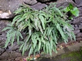 Adiantum hispidulum.jpg