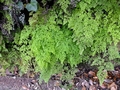 Adiantum raddianum.jpg