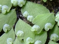 Adiantum raddianum indusia.jpg