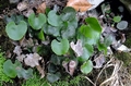 Adiantum reniforme.jpg