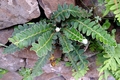 Asplenium lolegnamense.jpg