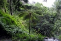 Cyathea cooperi.jpg