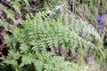 Cystopteris diaphana.jpg
