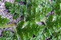 Cystopteris diaphana indusia.jpg