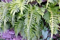 Polypodium macaronesium.jpg