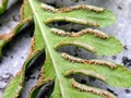 Pteris tremula indusia.jpg