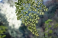 Adiantum-raddianum-#G09.jpg