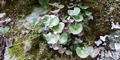 Adiantum-reniforme-#G01.jpg