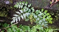 Asplenium-aethiopicum-#D03.jpg