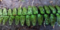 Asplenium-anceps-#E03.jpg