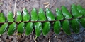 Asplenium-anceps-#E04.jpg