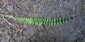 Asplenium-anceps-#E05.jpg