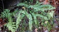 Asplenium-anceps-#E06.jpg