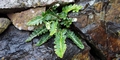 Asplenium-lolegnamense-#E03.jpg