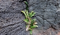 Asplenium-marinum-#D01.jpg