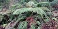 Cyathea-medullaris-#D01.jpg